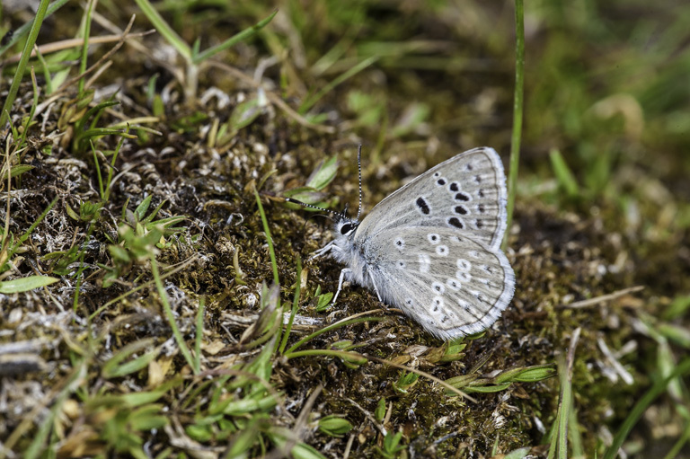 Image of Silvery Blue