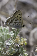 Imagem de Lycaena editha (Mead 1878)