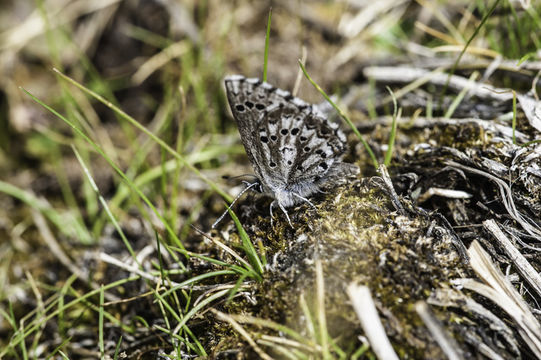 Glaucopsyche piasus (Boisduval 1852) resmi