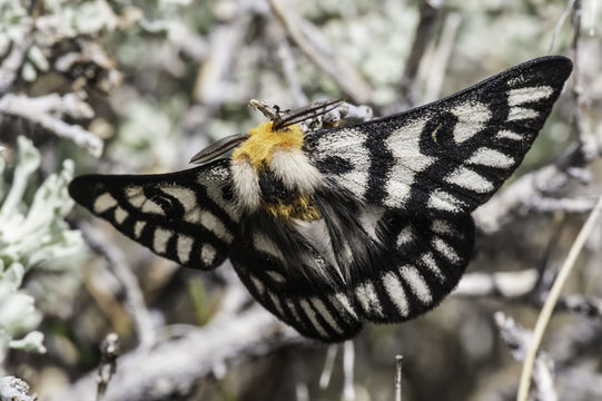 Image of Hera Buckmoth