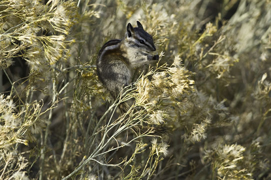 Image of Least Chipmunk