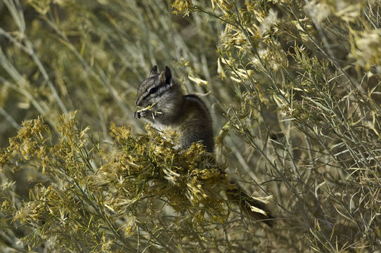 Image of Least Chipmunk