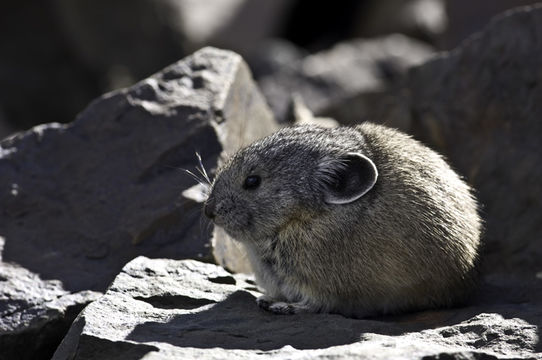 Image of American Pika