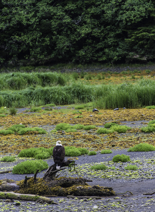 Image of Bald Eagle