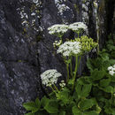 Ligusticum scoticum L. resmi