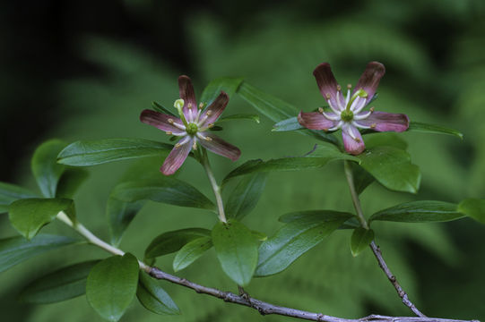 Image of copperbush