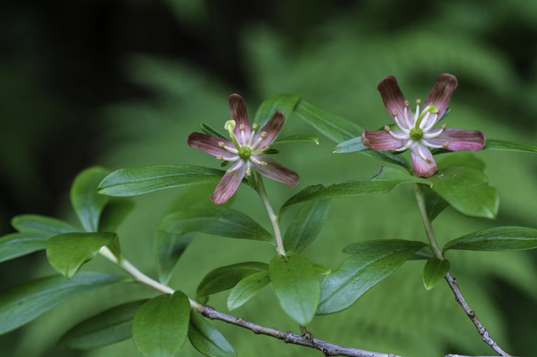 صورة Elliottia pyroliflora (Bongard) S. W. Brim & P. F. Stevens