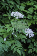 Plancia ëd Heracleum sphondylium subsp. montanum (Schleicher ex Gaudin) Briq.