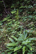 Image of deer fern