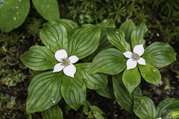 Plancia ëd Cornus canadensis L.