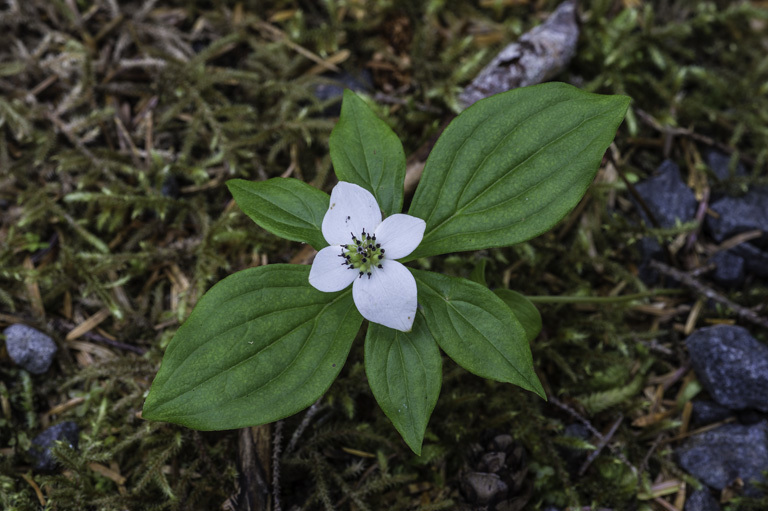 Plancia ëd Cornus canadensis L.