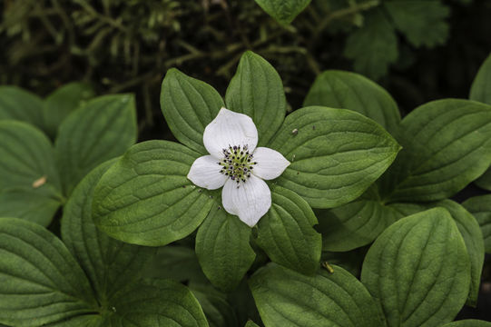 Image of bunchberry dogwood