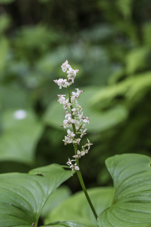 Imagem de Maianthemum dilatatum (Alph. Wood) A. Nelson & J. F. Macbr.