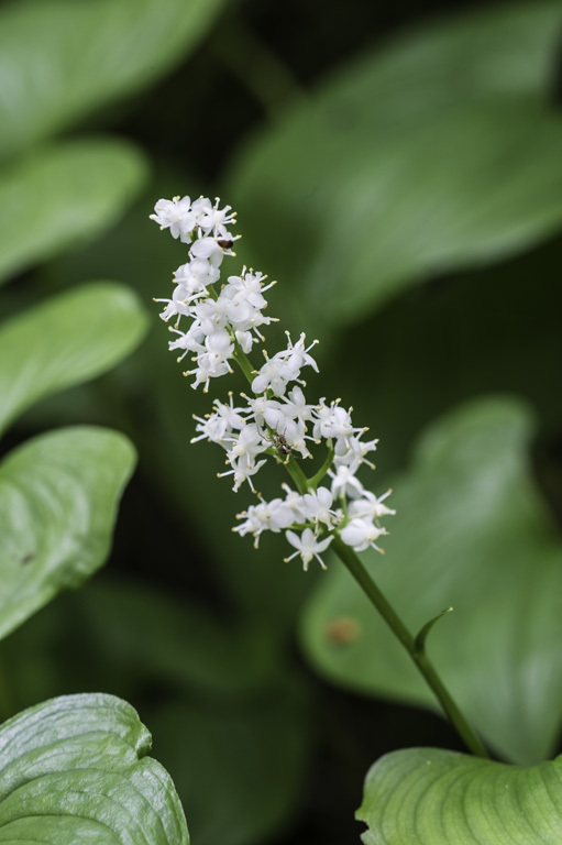 Imagem de Maianthemum dilatatum (Alph. Wood) A. Nelson & J. F. Macbr.