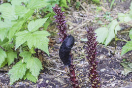 Image of Black slug