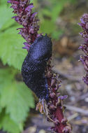 Image of Black slug