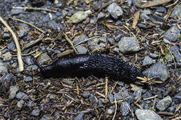 Image of Black slug