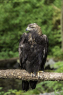 Image of Golden eagle