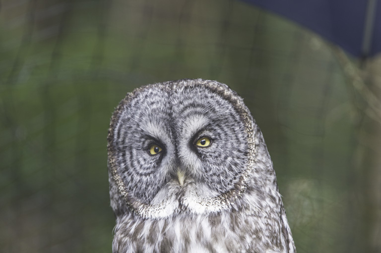 Image of Great Gray Owl