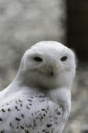 Image of Snowy Owl