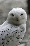 Image of Snowy Owl