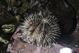 Image of green sea urchin