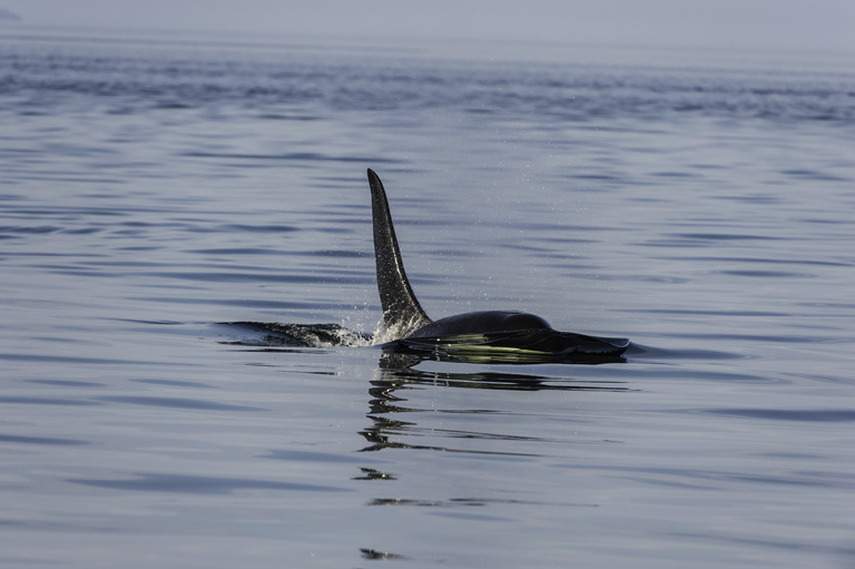 Image of Orca