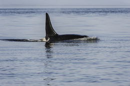 Image of Orca