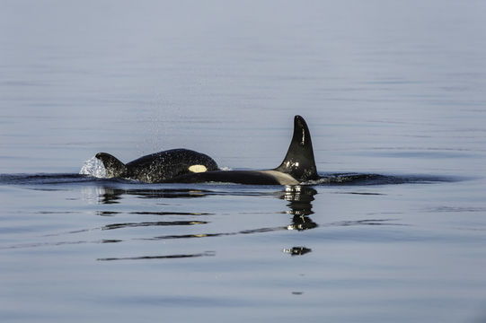 Imagem de Orcinus orca (Linnaeus 1758)