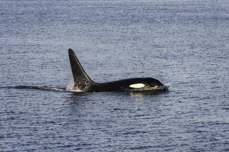 Image of Orca