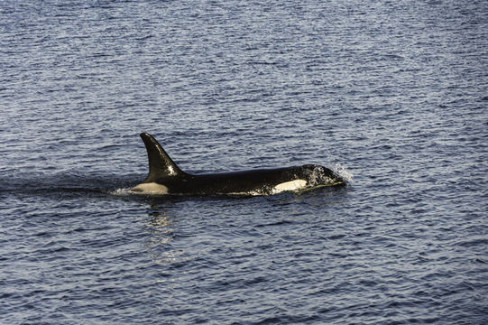 Plancia ëd Orcinus orca (Linnaeus 1758)