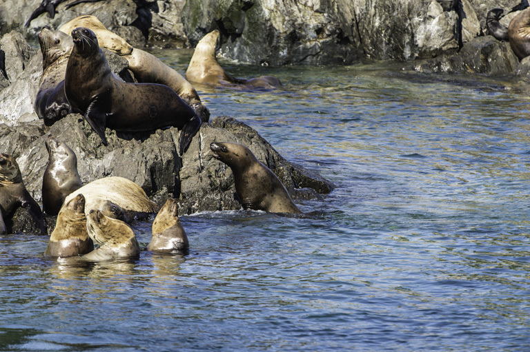 Image of Northern Sea Lion