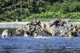 Image of Northern Sea Lion