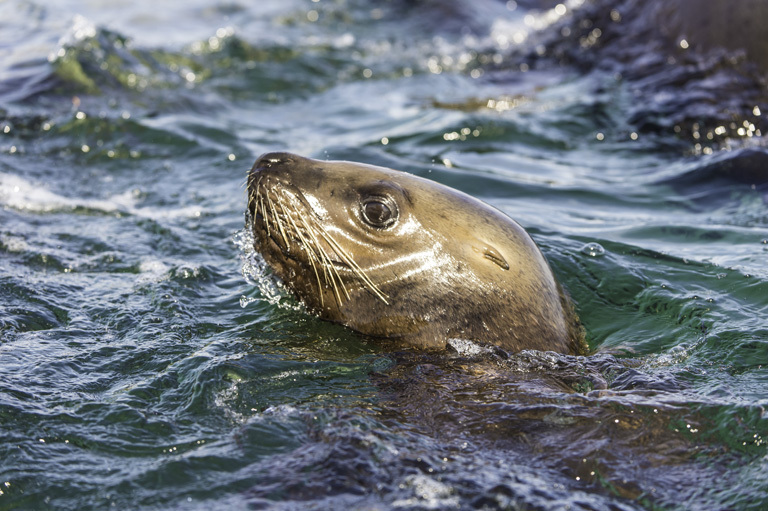 Image of Northern Sea Lion