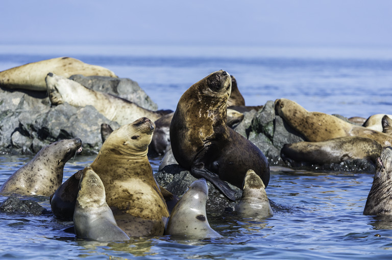 Image of Northern Sea Lion