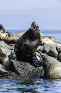 Image of Northern Sea Lion