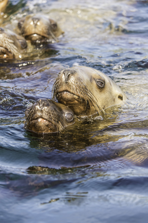 Image of Northern Sea Lion