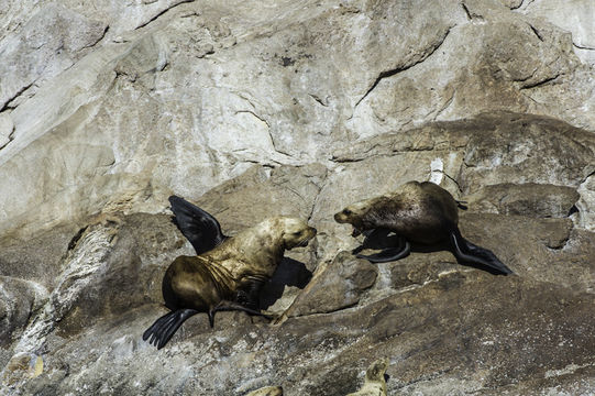 Image of Northern Sea Lion