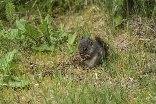 Image of American Red Sqirrel