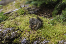 Image of American Red Sqirrel