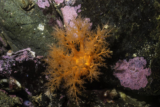 Image of Orange Sea Cucumber