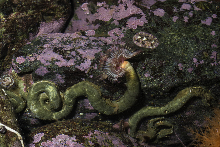 Image of Limy tube worm