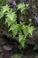 Image of Beech Fern