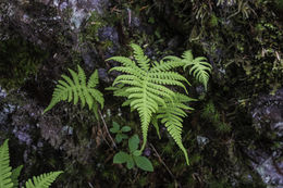 Image of Beech Fern