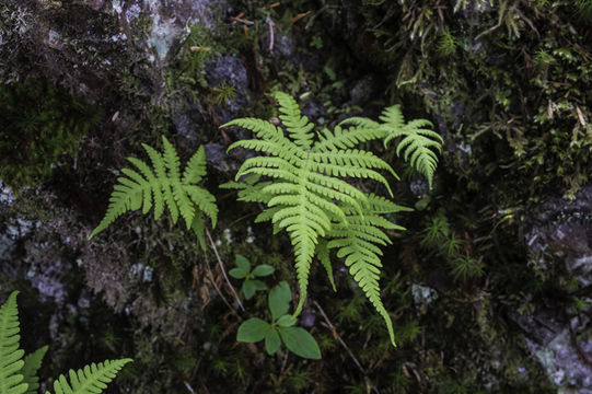 Слика од Phegopteris connectilis (Michx.) Watt