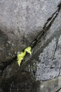 Image of Beech Fern