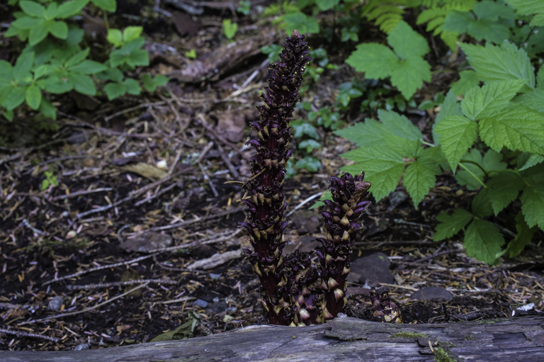 Image of northern groundcone