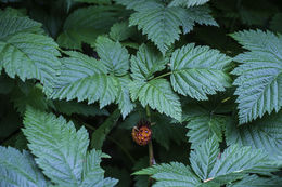 Image of salmonberry