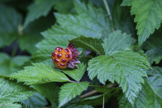 Image of salmonberry