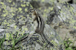 Callospermophilus lateralis (Say 1823) resmi